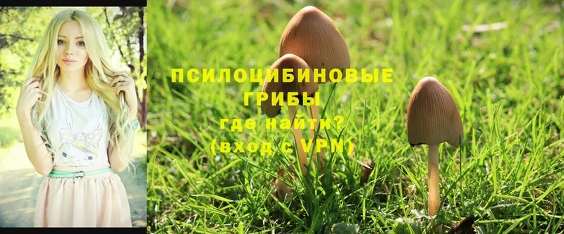 Псилоцибиновые грибы Psilocybe  Оса 